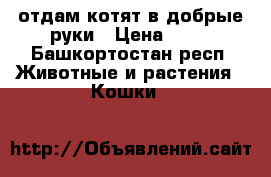 отдам котят в добрые руки › Цена ­ 10 - Башкортостан респ. Животные и растения » Кошки   